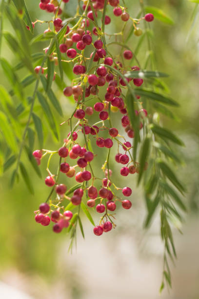 un albero di pepe rosa con grani di pepe, schinus molle noto anche come albero di pepe peruviano - pepper pink red white foto e immagini stock