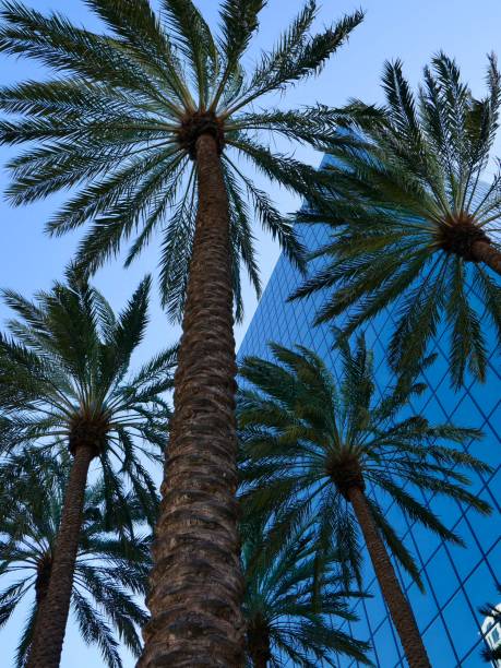 istock Shiny Buildings of Southern California 1131529607