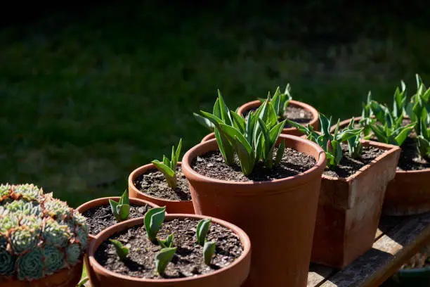 Photo of A row of garden plants in terracotta pots on a wooden bench.