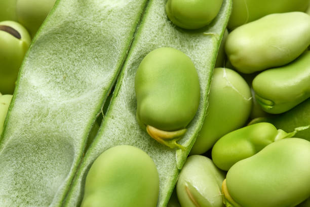 close up of the leathery broad bean pod open on top of a layer of fresh green fava bean seeds - fava bean bean seed imagens e fotografias de stock