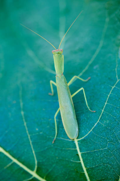 istock Macro image of a leaf stick insect sitting on a fig leaf. 1131529746