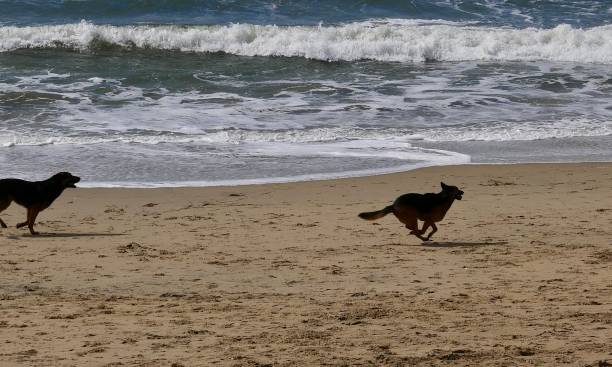 istock Dog Beach California 1131531560