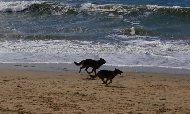 istock Dog Beach California 1131531567