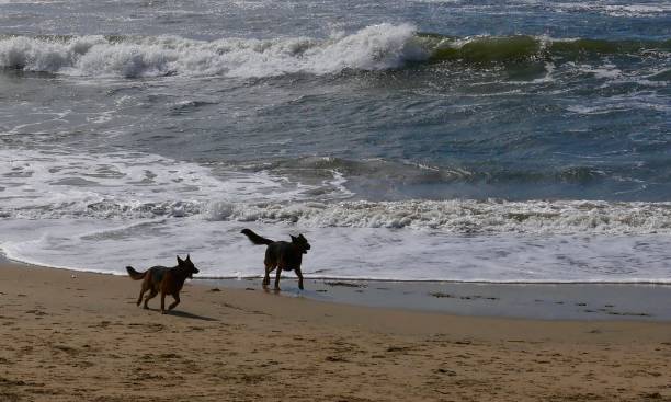 istock Dog Beach California 1131531680