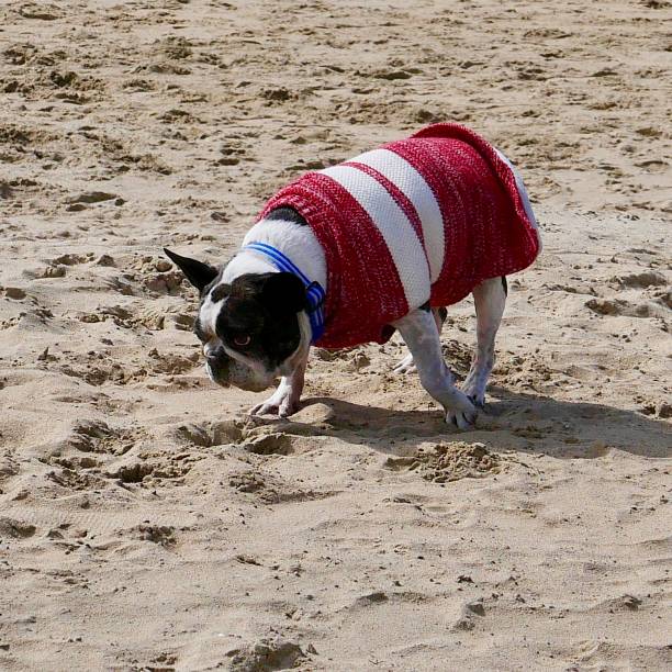 istock Dog Beach California 1131531683