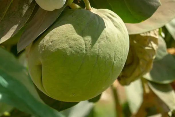 Close-up view of the large gas-filled fruits of the giant milkweed Calotropis gigantea on the banks of the Nile near the Sudanese capital Khartoum, Africa