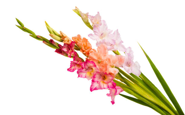 istock bouquet of gladioli isolated 1131534819