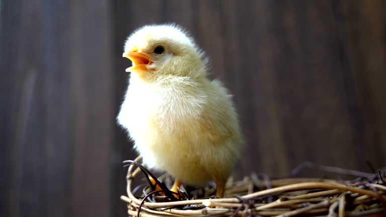 Baby chicken in the nest