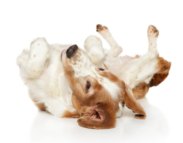 istock Welsh Springer Spaniel dog lying on his back 1131536825