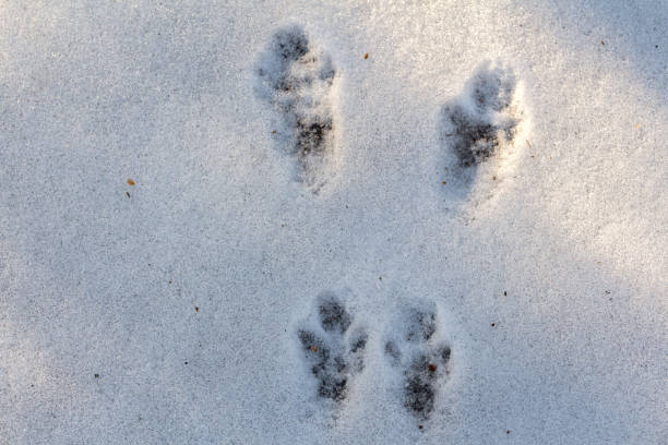 istock traces of a squirrel in the snow 1131537740