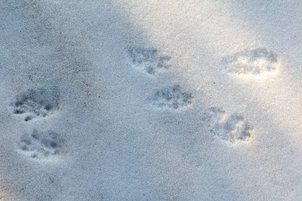 istock traces of a squirrel in the snow 1131537879