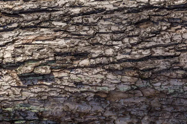 Photo of tree bark with winding lines. natural patterns