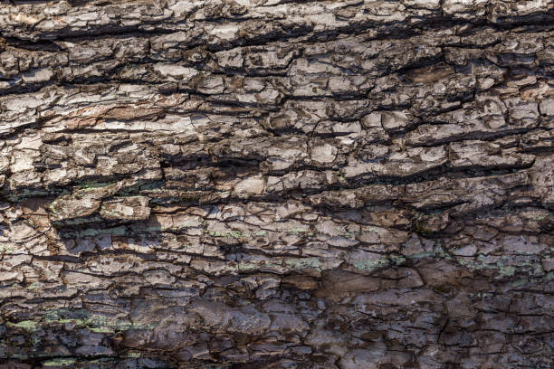 kora drzewa z krętymi liniami. naturalne wzory - tree trunk wood old weathered zdjęcia i obrazy z banku zdjęć