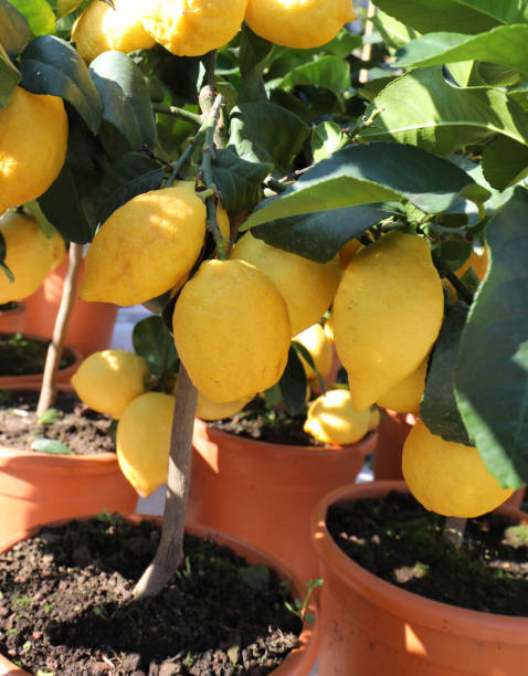 istock yellow lemons on the plant on the pot 1131538989