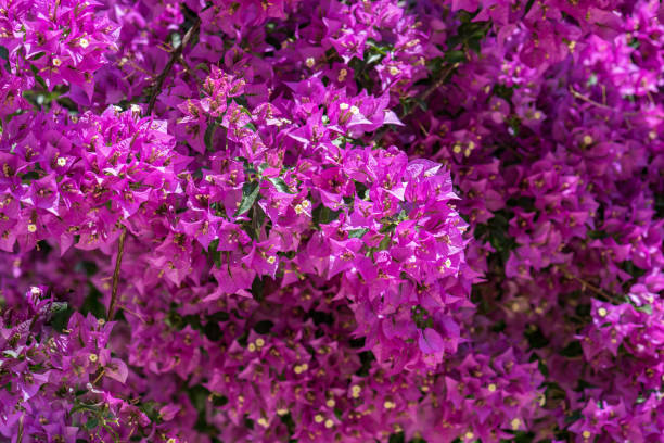 istock Banch of red flower 1131539137