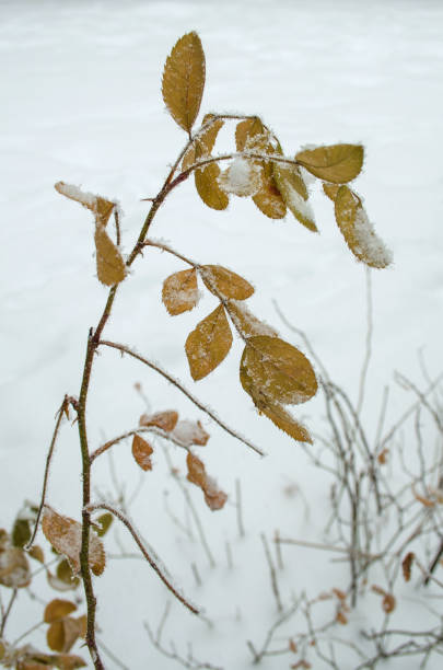 istock Briar bush with fresh yellow foliage in winter 1131539342