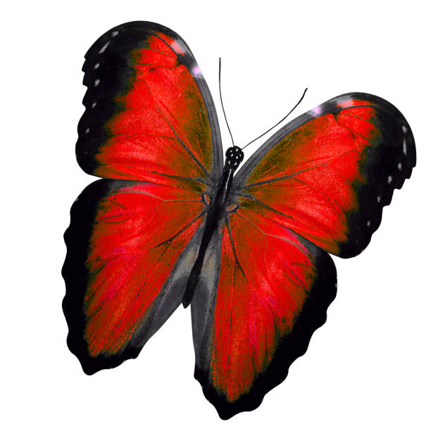 istock tropical red butterfly. isolated on white background 1131539354