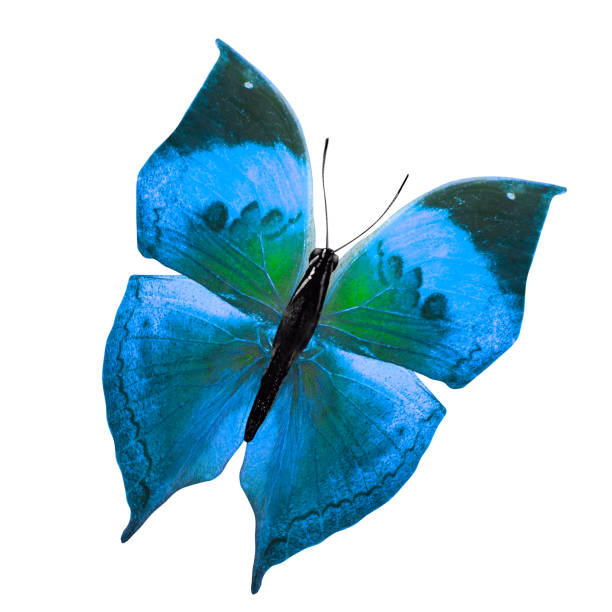 istock tropical blue butterfly. isolated on white background 1131539991
