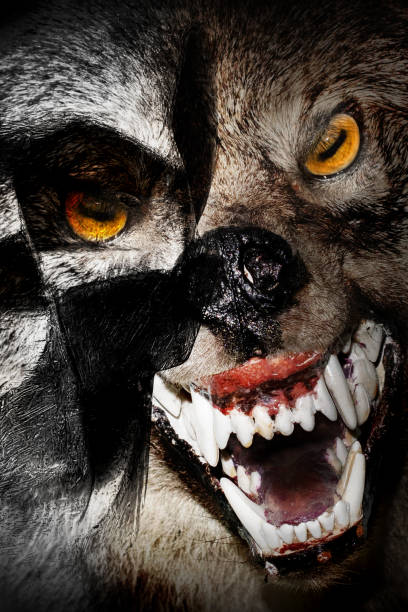 istock Angry werewolf face and skull in darkness. Photo manipulation 1131540319