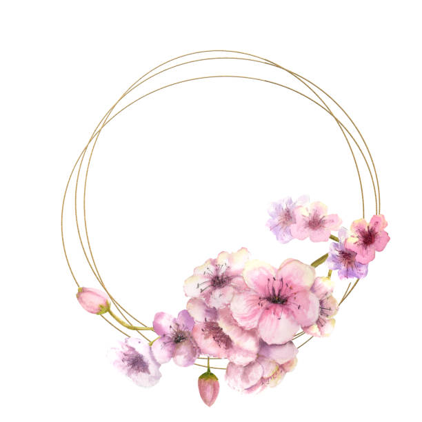 Cherry blossom, Sakura Branch with pink flowers. Frame. Watercolor illustration Cherry blossom, Sakura Branch with pink flowers. Frame. Watercolor illustration красота stock illustrations
