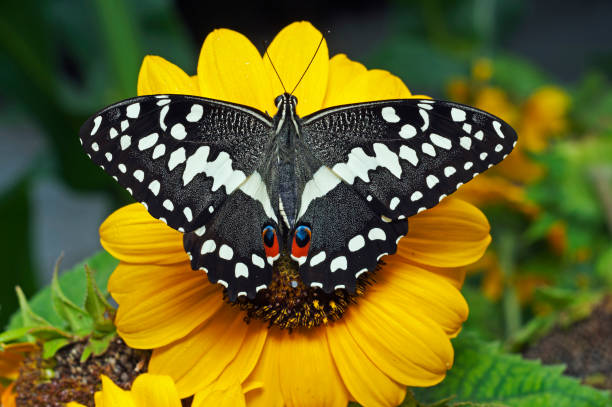 istock Citrus swallowtail butterfly 1131541537