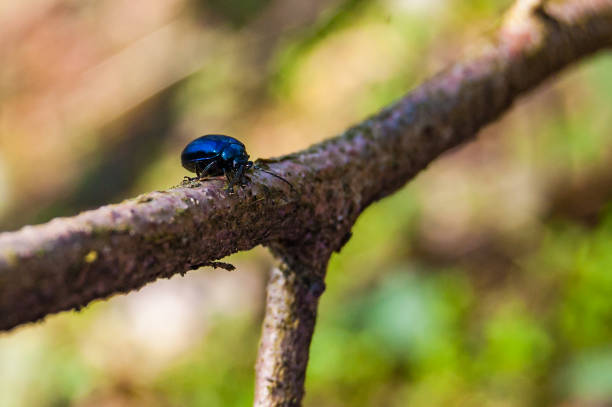 istock Shiny black beetle bug sitting on a tree branch in forest 1131541593