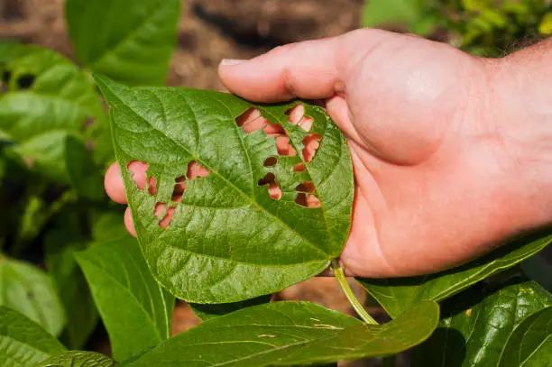 A farmer showing insect damage on a bean plant leaf, where holes have been eaten.