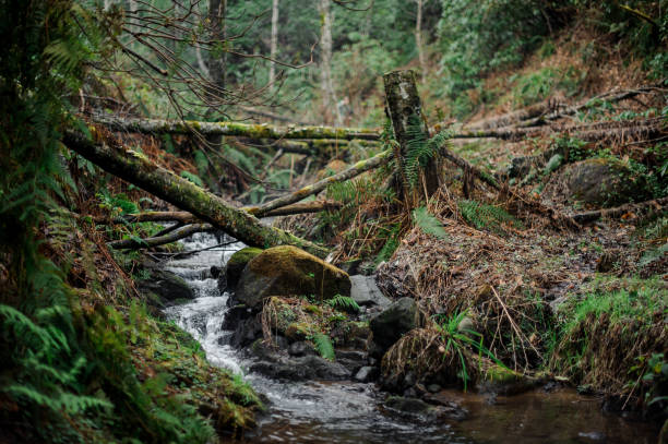 schöne landschaft des wilden gebirgsflusses im wald mit den bäumen um - ajaria stock-fotos und bilder