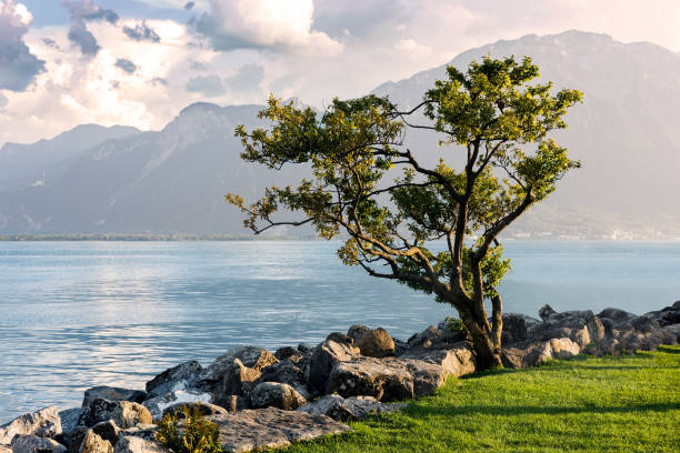 Single tree on shore in Montreux city, Switzerland.