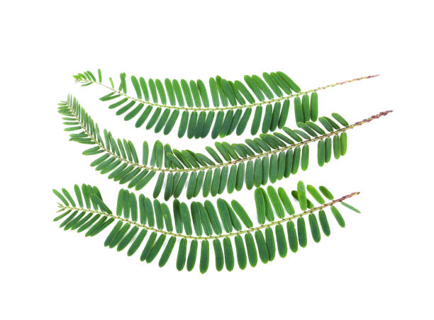 istock Indian Gooseberry, Phyllanthus Emblica leaf 1131542741