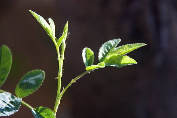 istock Twig of Tender Leaves 1131543406