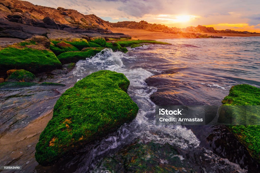 Colorful sunset on the sea shore with green algae Landscape - Scenery Stock Photo