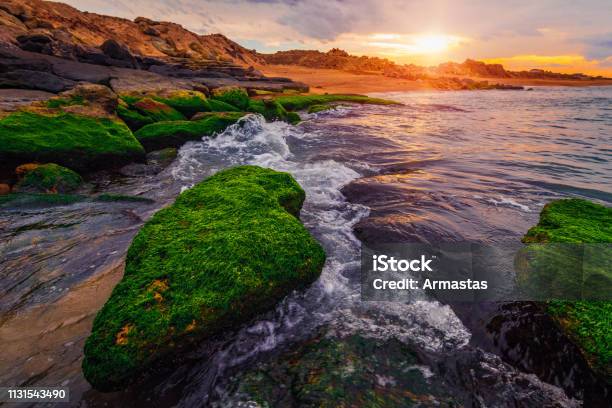 Colorful Sunset On The Sea Shore With Green Algae Stock Photo - Download Image Now - Landscape - Scenery, Nature, Scenics - Nature