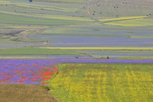 istock Flowering in Castelluccio di Norcia 1131545757