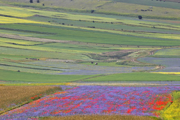 istock Flowering in Castelluccio di Norcia 1131545793