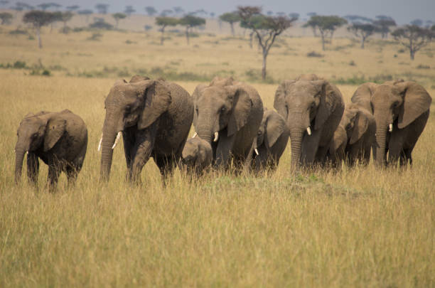 istock Elephant family walking across the savannah 1131546210