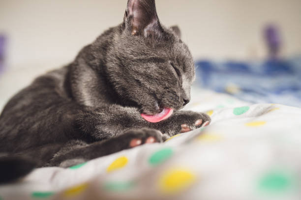 istock Chartreux cat licking his leg 1131547085