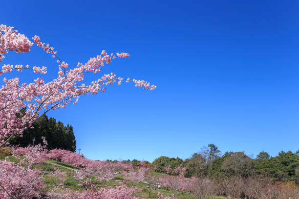 Cherry blossoms Cherry blossoms 櫻花 stock pictures, royalty-free photos & images