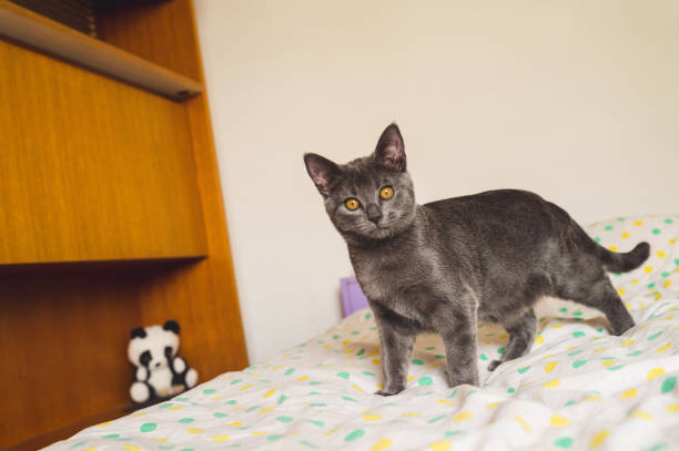 istock 4 months old Chartreux cat standing on the bed 1131547151