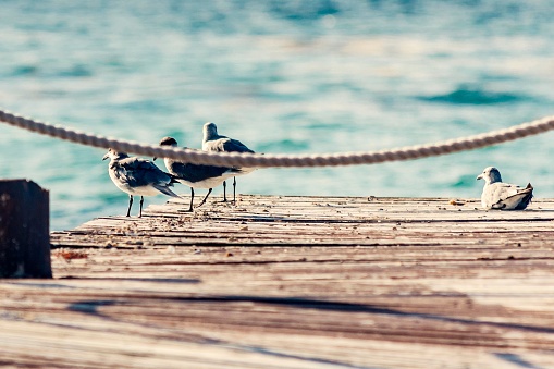 Calm scene of seagulls perched on an abandoned old rustic wooden jetty out to the sea during a tropical sunny day on the caribbean coast of Mexico.