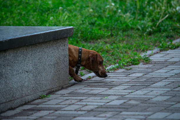 Rusty red Dachshund dog in green grass