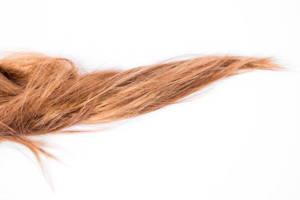 istock shiny and clean light brown hair on white background 1131550426