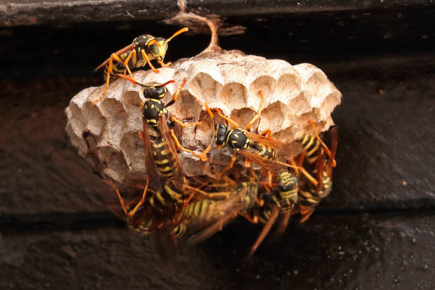 Detail of wasp nest