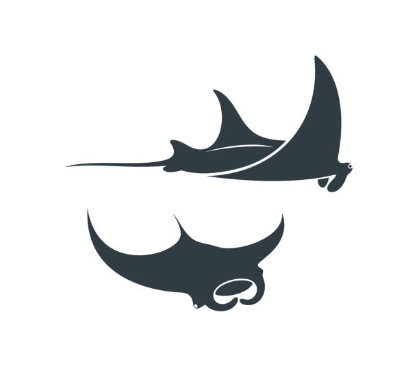 stingray logo. isolierter stachelrochen auf weißem hintergrund. manta - stingray stock-grafiken, -clipart, -cartoons und -symbole