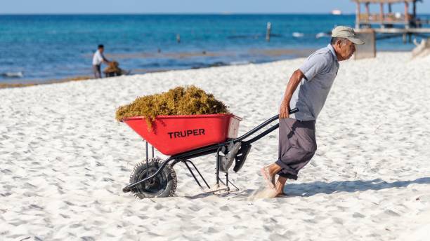 Riviera Maya, Mexico - July 27, 2018. Mexican male worker shows a wheel barrow full of problem Sargassum seaweed as he cleans up a beach on the caribbean coast in Mexico Riviera Maya, Mexico - July 27, 2018. Mexican male worker shows a wheel barrow full of problem Sargassum seaweed as he cleans up a beach on the caribbean coast in Mexico sargassum stock pictures, royalty-free photos & images