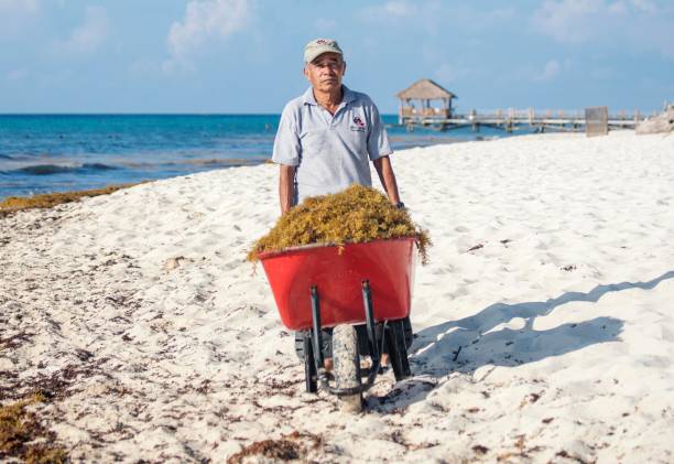 Riviera Maya, Mexico - July 27, 2018. Mexican male worker shows a wheel barrow full of problem Sargassum seaweed as he cleans up a beach on the caribbean coast in Mexico. Riviera Maya, Mexico - July 27, 2018. Mexican male worker shows a wheel barrow full of problem Sargassum seaweed as he cleans up a beach on the caribbean coast in Mexico. sargassum stock pictures, royalty-free photos & images