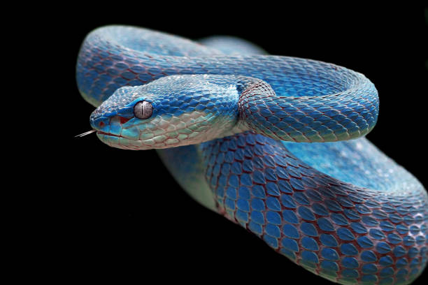 blaue viper bereit zu attackieren, blaue insularis, trimeresurus insularis - snake wildlife tropical rainforest reptile stock-fotos und bilder