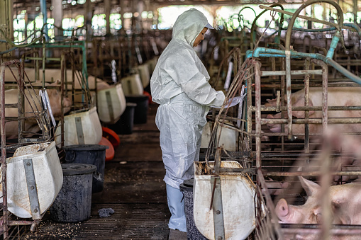 Asian veterinarian working and checking the baby pig in hog farms, animal and pigs farm industry