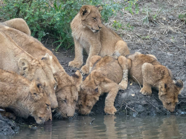 istock Pride of lions drinking at a waterhole 1131553949