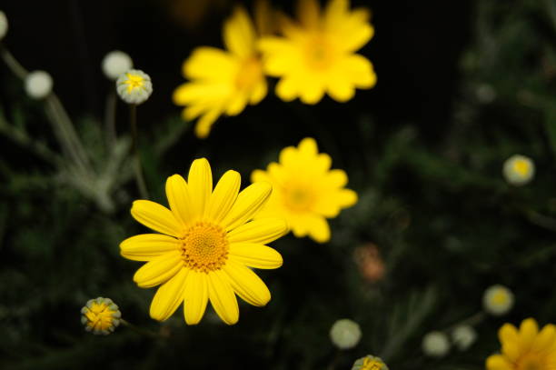 istock Yellow flower in a garden 1131554003